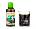 Bakopa (Bacopa - Bráhmí) - bylinné kapky (tinktura) 50 ml
