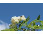 Jeřáb ptačí květ kapky (tinktura) 50 ml